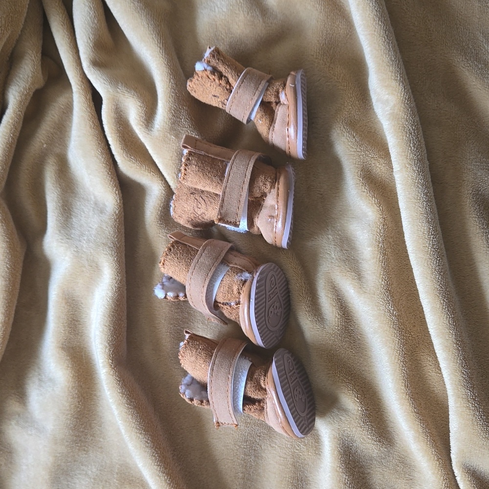 dog boots